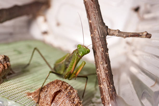 istock Ordinary  mantis (lat. Mantis Religiosa) is waiting for prey to appear close for a throw 1360426355