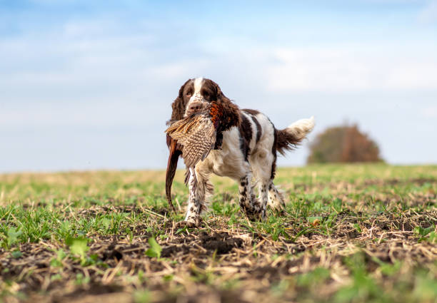 trophäenfasan im maul eines jagdhundes english springer spaniel. vogeljagd auf dem feld. jagdhunde. - pheasant hunting fotos stock-fotos und bilder