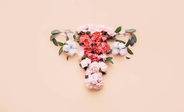 female uterus stock photo