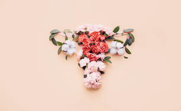 Photo of female uterus