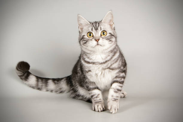 Handsome black silver blotched British Shorthair cat, sitting up side ways. Looking away from camera with green eyes. Isolated on pink background.