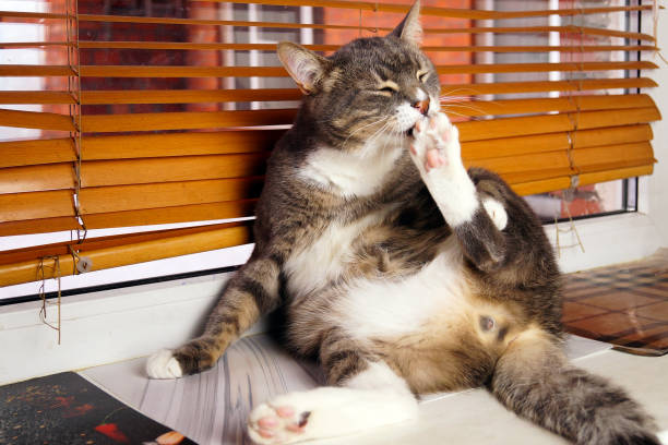 istock A striped cat is sitting on the windowsill and washing his face. There is a brick background outside the window. 1360428792