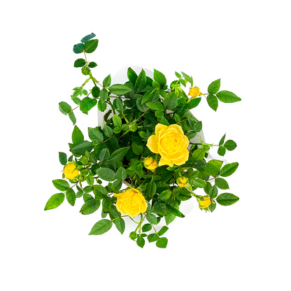 Top view on beautiful small bush of yellow roses in a pot isolated on white background. Home plants and gardening concept.