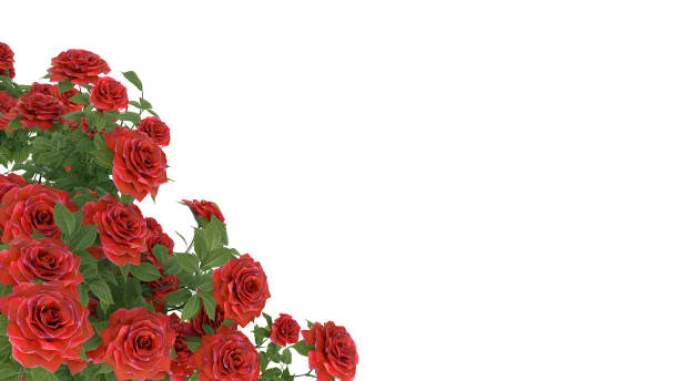 istock red roses on white background copy space florist card 3D illustration 1360430784