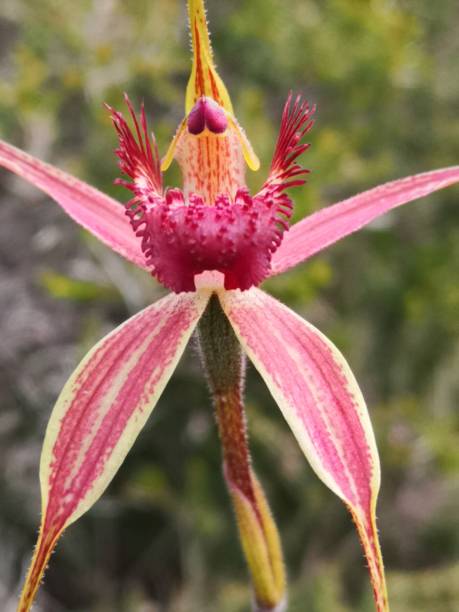 istock Esperence King Spider orchid in bloom 1360432027