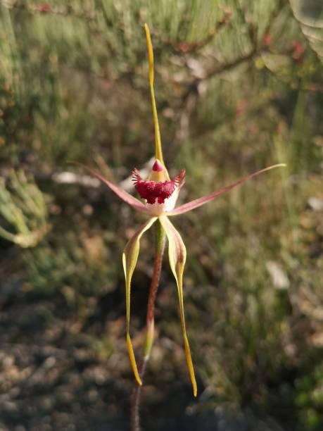 istock King spider orchid in bloom 1360432150