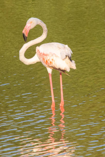 istock Phoenicopterus roseus bird in Mediterranean marshes 1360432328