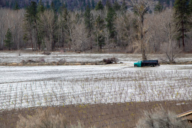 cawston, c.-b., canada - 16 novembre 2021 : un camion gît dans les eaux de crue de la rivière similkameen dans un vignoble - similkameen river photos et images de collection