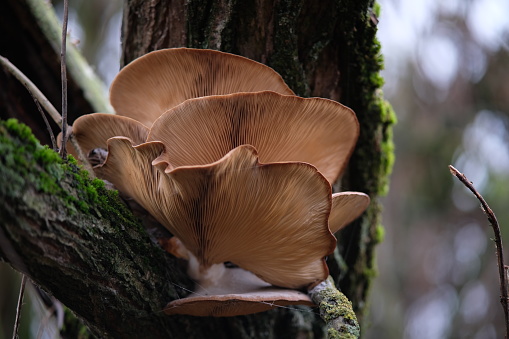 Bottom view of a huge older brown oyster mushroom (hiratake) growing on a branch attachment of white willow trunk covered with moss.
