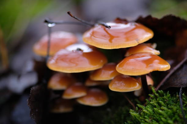 Bunch of Enokitake winter mushroom (Flammulina velutipes, velvet shank) covered by fallen leaf growing on the stump with a green moss in the foreground