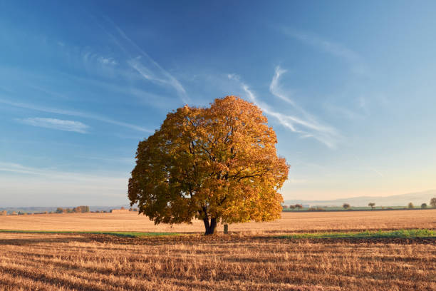 Isolated colorful maple tree with stone monument below and deep blue sky with mountains in the background.
