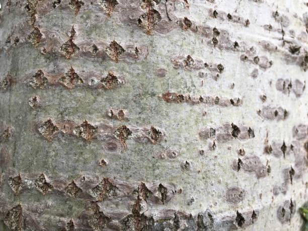 istock Aspen (Populus tremula) in July - Bark & trunk 1360436502
