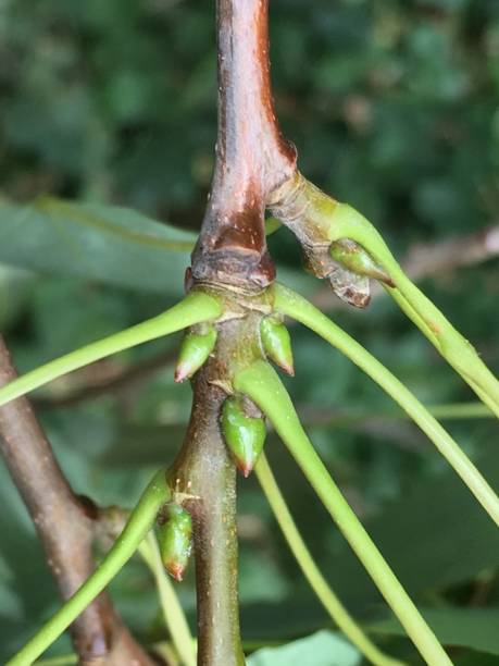 istock Aspen (Populus tremula) in July - twig & buds 1360436515