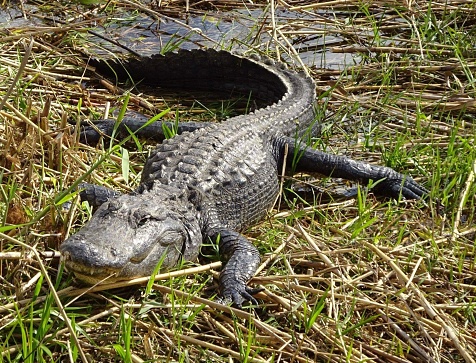 Alligator Sits With Mouth Open in Florida swamp