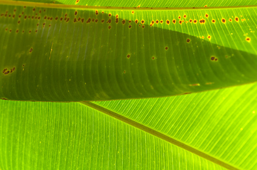 Shadows and light on two leaves