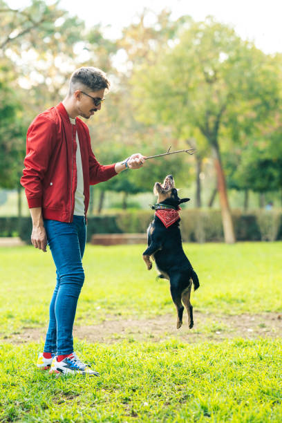 istock Small dog jumping to chase a stick that holds a man in park 1360437607