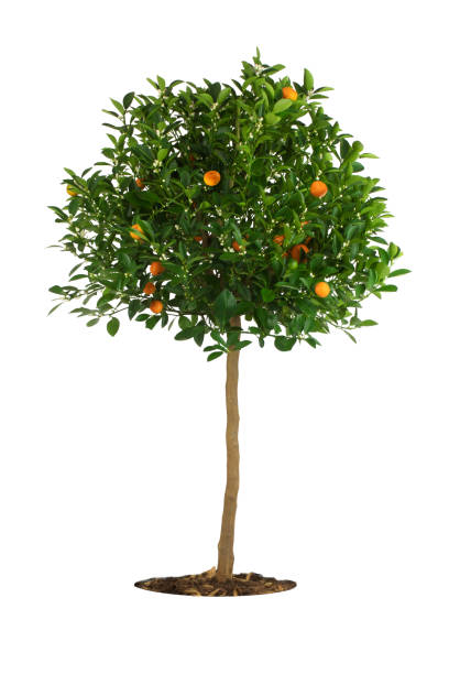 naranjo o mandarina con frutos y flores, aislado sobre un fondo blanco - árboles frutales fotografías e imágenes de stock