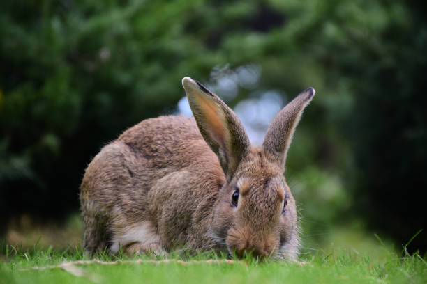 istock Close-up big rabbit sitting on green grass in the park 1360438538