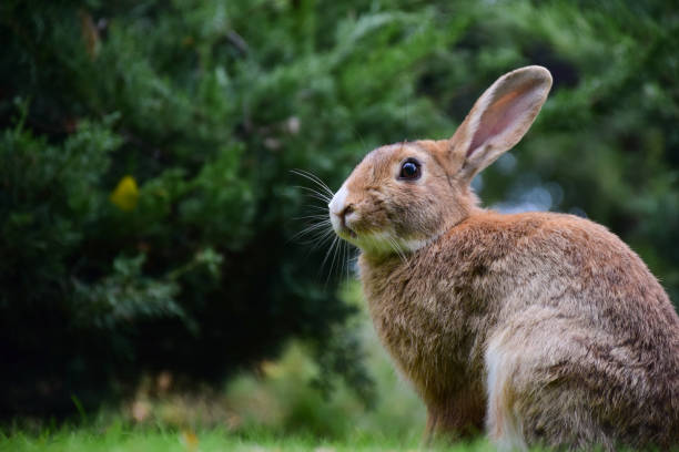 istock Large rabbit close-up sits on the right of the frame. Left place to insert text 1360438569