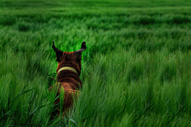 Green background of natural green wheat on which the dog runs stock photo