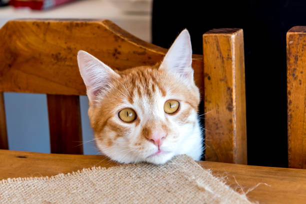 istock Yellow cat looking at camera with face on table, yellow eyes 1360440166