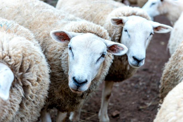 istock Beautiful flock of wool sheep on a farm 1360440931