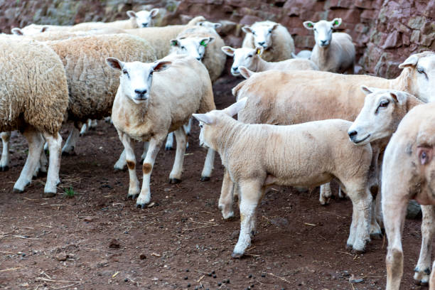 istock Beautiful flock of wool sheep on a farm 1360441055