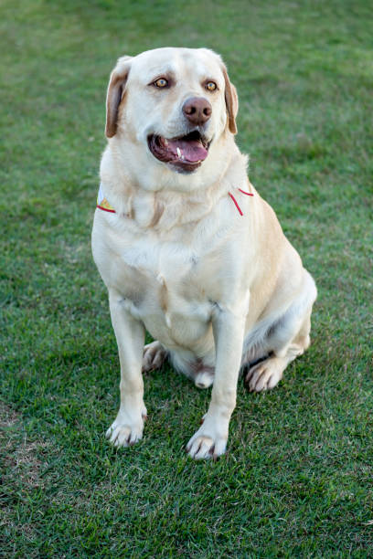 istock Labrador retriever dog sitting on green grass. 1360441977