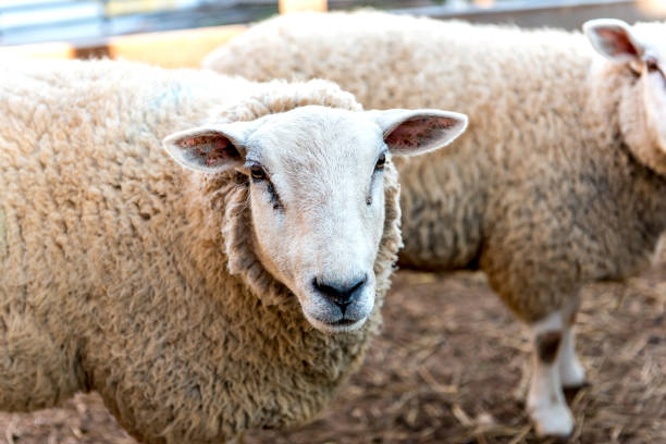 istock Flock of sheep on farm, selective focus on sheep looking at camera 1360441978