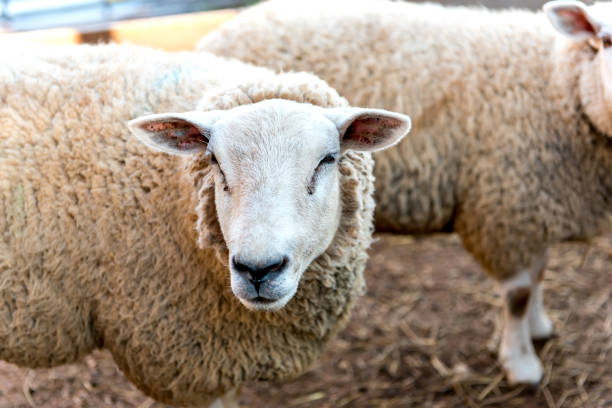 istock Flock of sheep on farm, selective focus on sheep looking at camera 1360441979