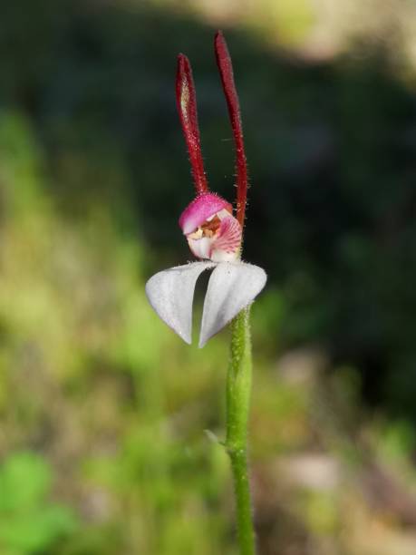 istock Commonly known as the rabbit orchid (Leptoceras) 1360443711