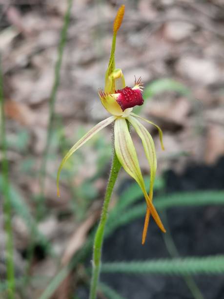 istock Diamond spider orchids growing in the bush 1360444445