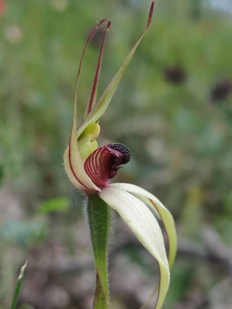 istock A leaping spider orchid with it's arms raised high 1360444449