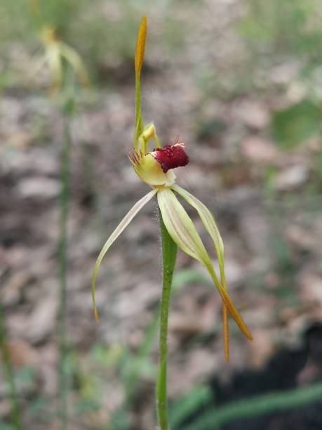 istock A leaping spider orchid with it's arms raised high 1360444455