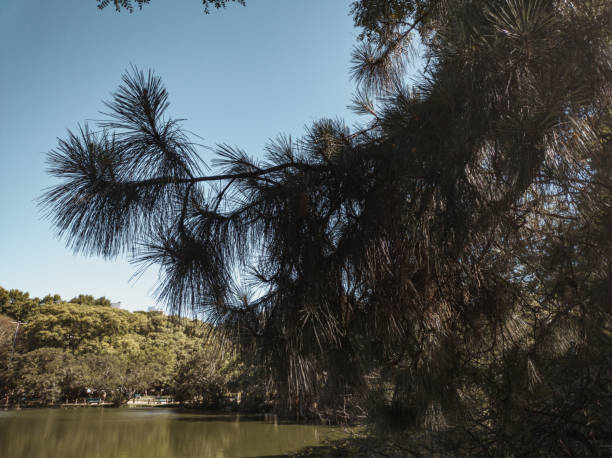 istock Little lake through the branch 1360446486