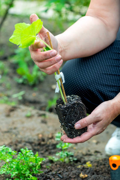 istock farmer planting a cucumber seedling in the vegetable garden 1360447714