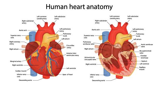 eine handgezeichnete illustration der anatomie des menschlichen herzens mit angedeuteten hauptteilen. vektorillustration im cartoon-stil - herzkammer stock-grafiken, -clipart, -cartoons und -symbole