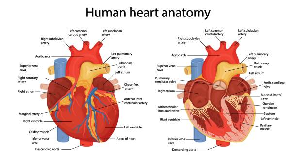 illustrazioni stock, clip art, cartoni animati e icone di tendenza di un'illustrazione disegnata a mano dell'anatomia del cuore umano con parti principali indicate. illustrazione vettoriale in stile fumetto - cross section