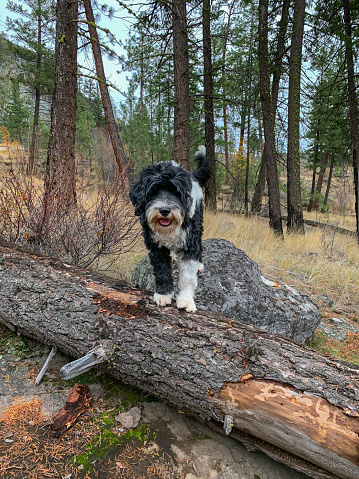 Black and white Portuguese Water Dog standing on a log at Skaha Bluff Provincial Park in Oliver, BC