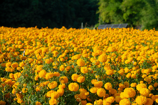 Beautiful marigold yellow flowers in the garden.