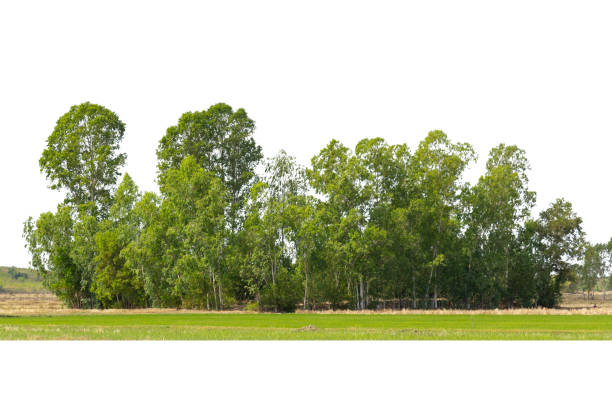 istock View of a High definition 1360452088
