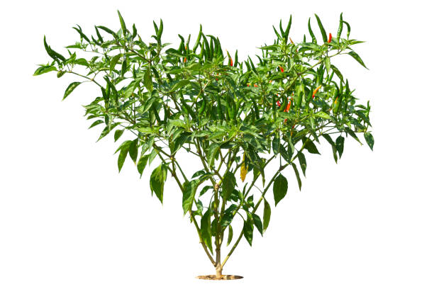 kuvapankkikuvat ja rojaltivapaat kuvat aiheesta vihreä punainen ja keltainen chili värikäs - pepper plant