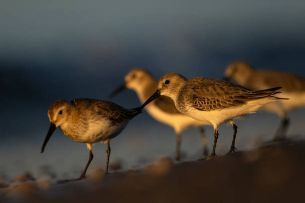 istock Dunlin (Calidris alpina, ), The Mediterranean Sea coast, Turkey 1360454052