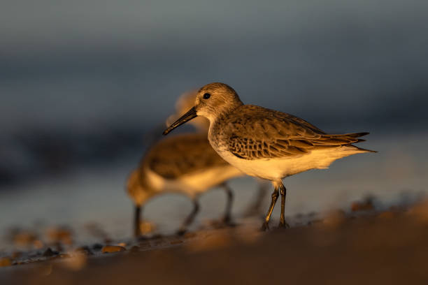 istock Dunlin (Calidris alpina, ), The Mediterranean Sea coast, Turkey 1360454227
