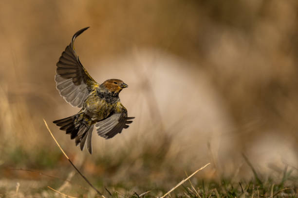 istock Red-fronted serin (Serinus pusillus), The Mediterranean Sea coast, Turkey 1360455219
