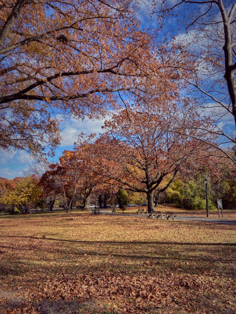 istock Trees and leaves in autumn 1360455240