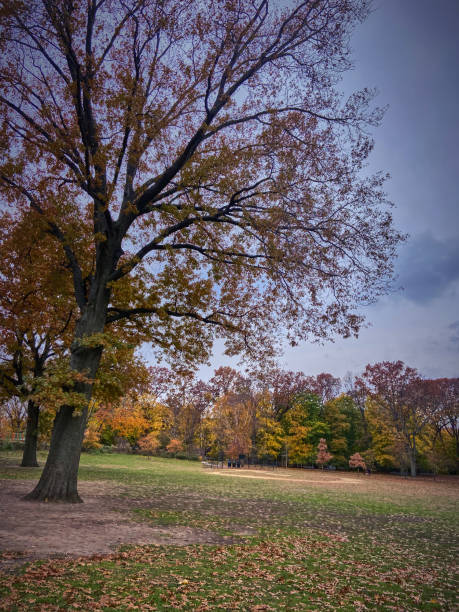 istock Trees and leaves in autumn 1360455302