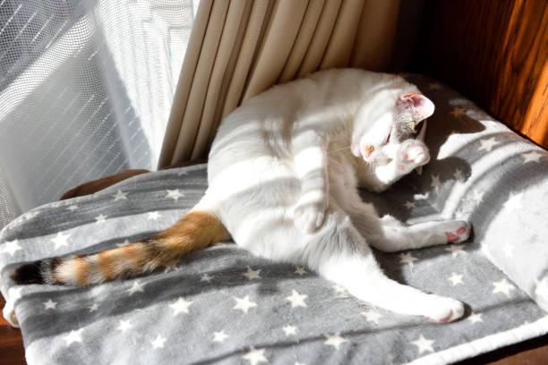 istock White cat licking its body on a pets bed with sunlight 1360457770