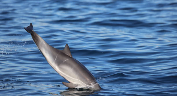 istock Baby Dolphin jumping in 1360458583