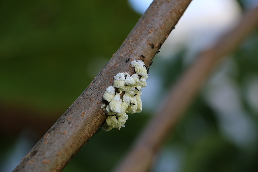 Large puffy, white aphids being farmed by small black ants on tree branch